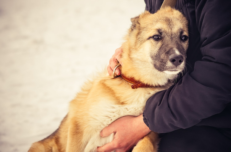 réaction AVC chien