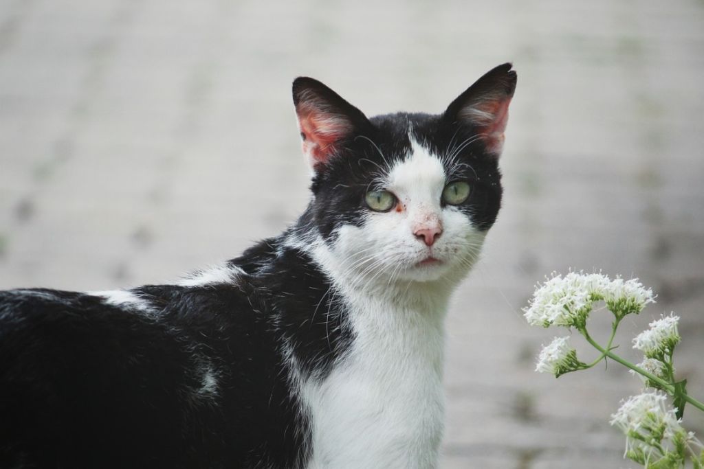 Chat oreille