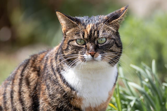 Chat dans la forêt