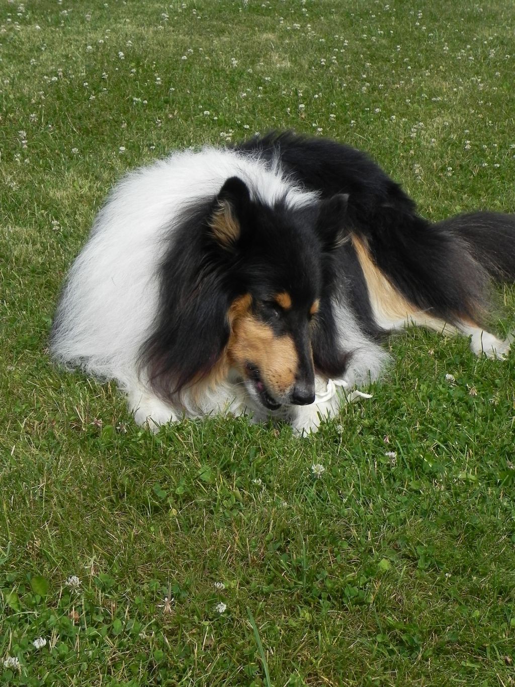 collie-845956_1920