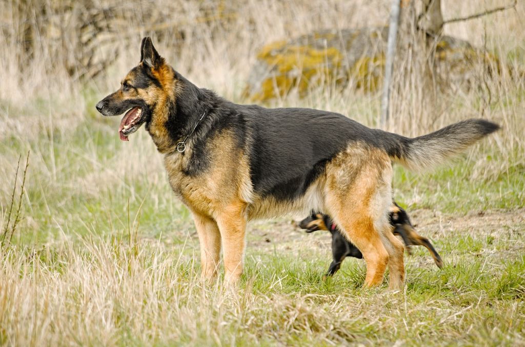 castration chien prix berger allemand