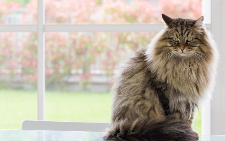 Chat Sibérien contre l'allergie