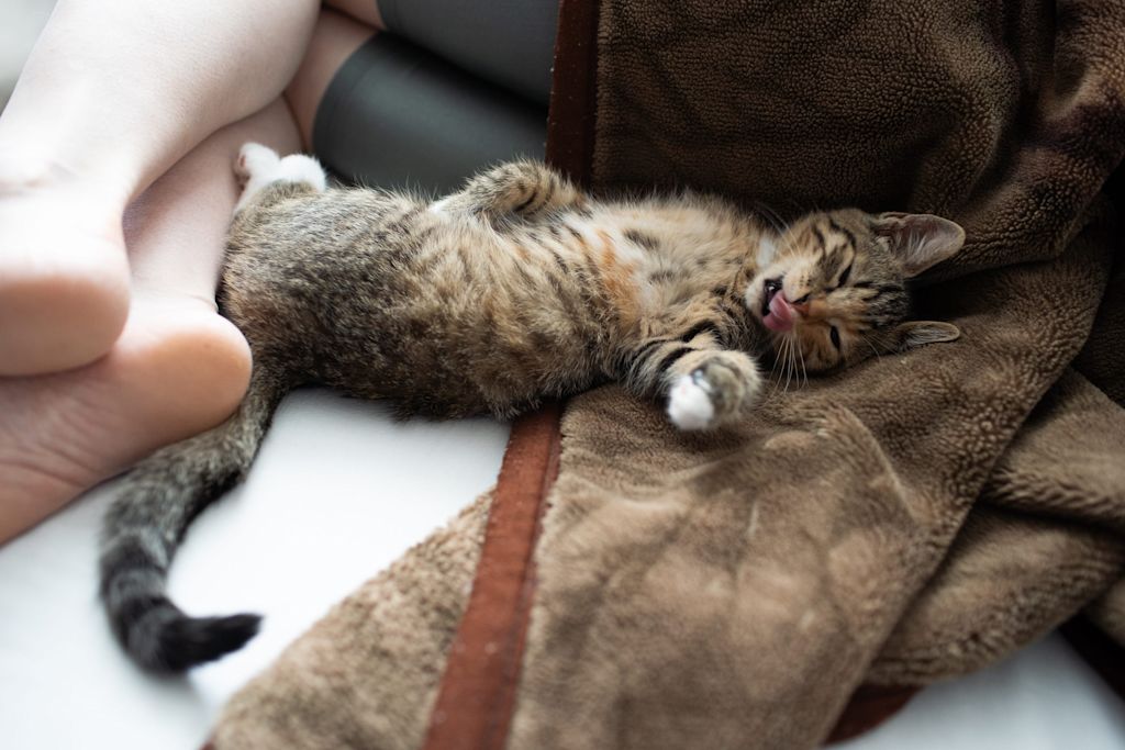 chaton qui tire la langue