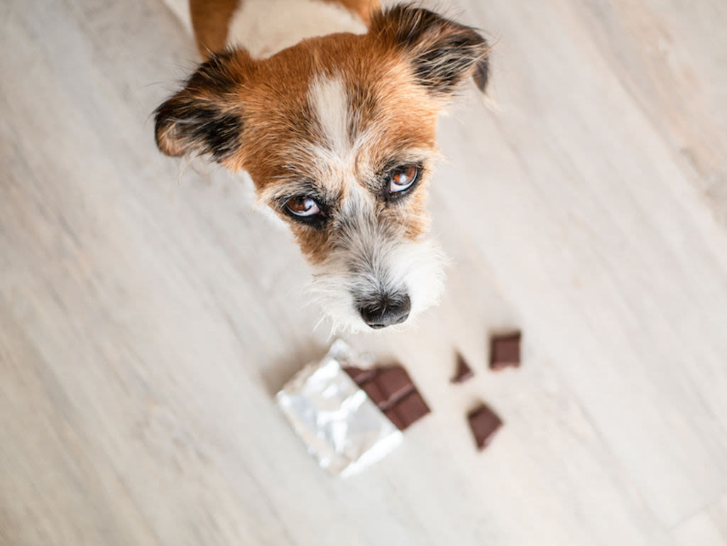 intoxication au chocolat chez le chien