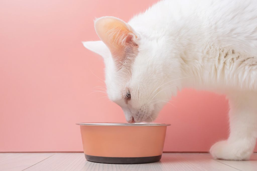 croquettes chat blanc