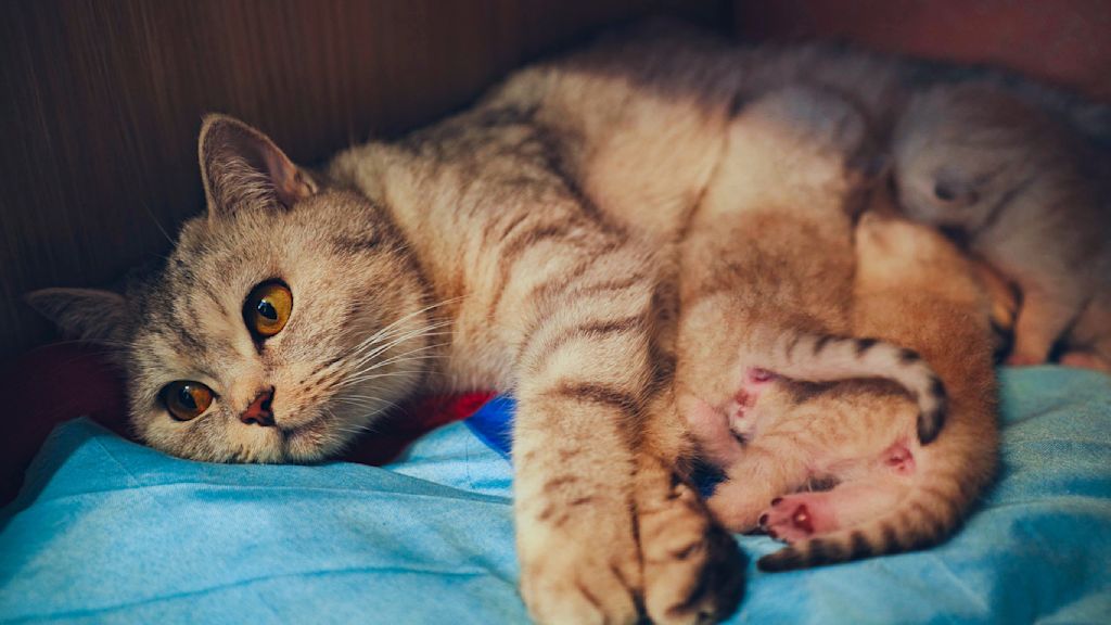 Gestation chat