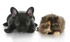 Conseil Vétérinaire - Blog - Nos astuces pour lutter contre les