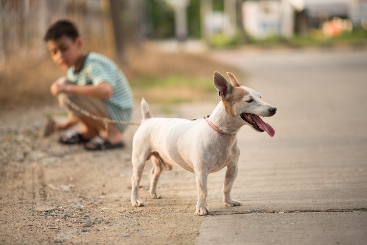 rage chien errant