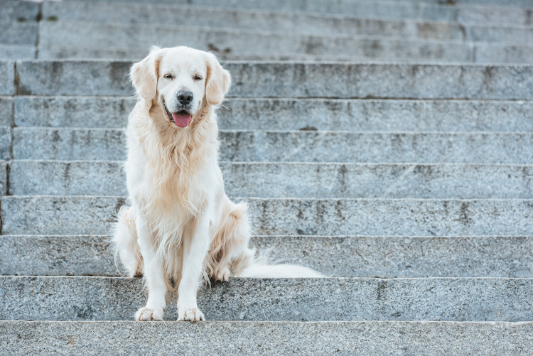 arthrose chez le chien escaliers