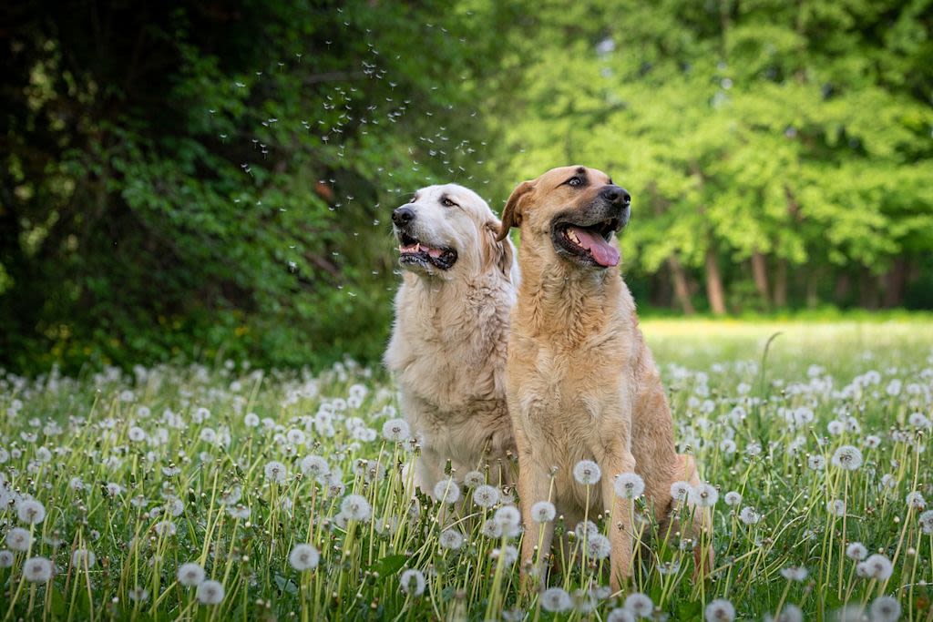 chiens dans un champs-48