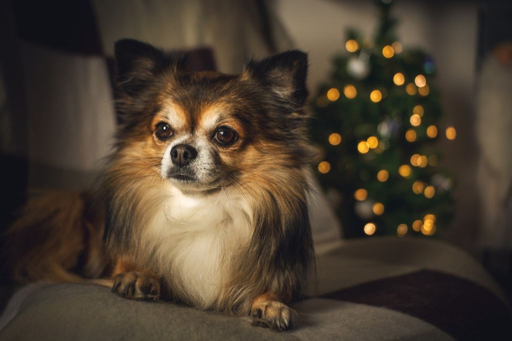 chihuahua tricolore