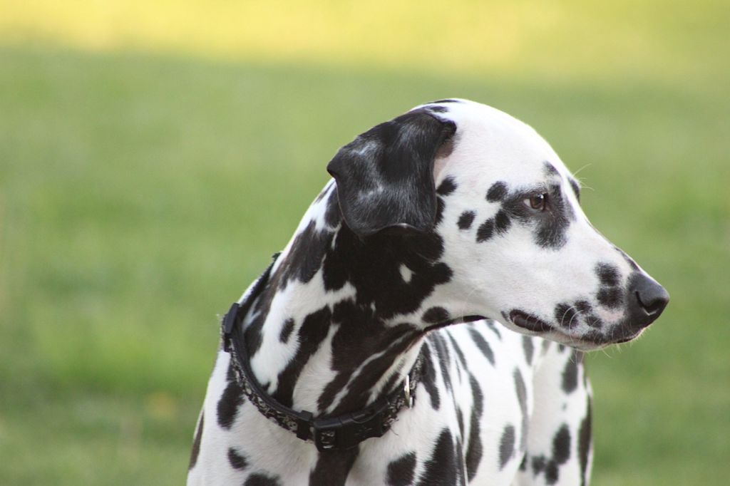 dalmatien