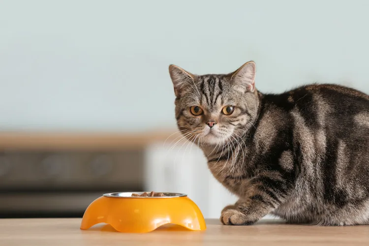 Alimentation du chat: perte d'appétit, prise de poids Que faire?