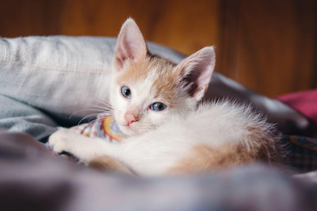 chaton tricolore balle