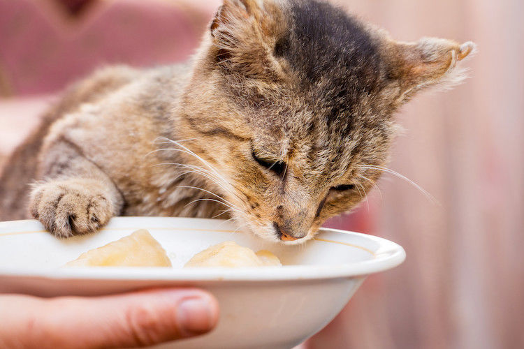 recettes poulet pour chat