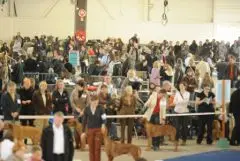 .Santvet_-_virus_et_bacteries_transmissibles_entre_chiens_en_exposition_canine_-_L._Dauvois-studio_landerie.com_2_s