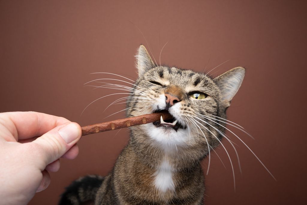 Chat qui lèche du chocolat