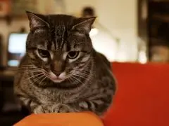 Gastro-entérite chez le chien et chat : un risque à ne pas sous-estimer - Maladies et prévention - Chat