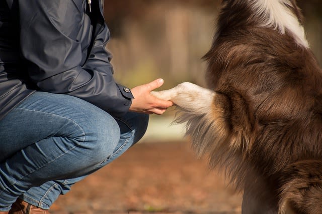 chien qui aime son maitre