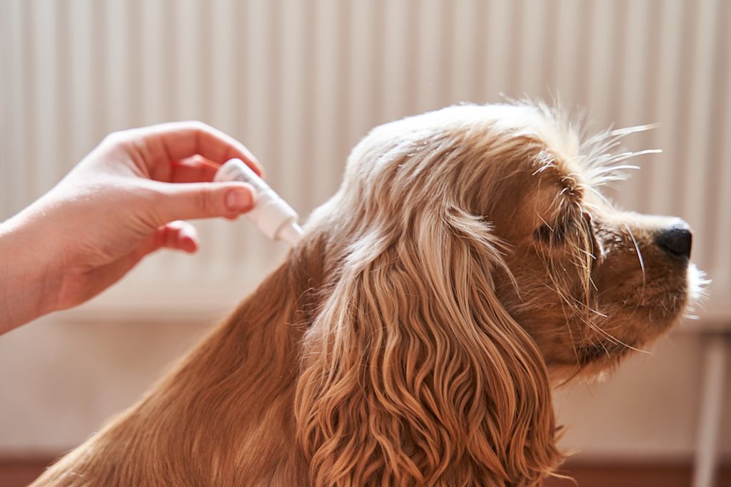pipette chien