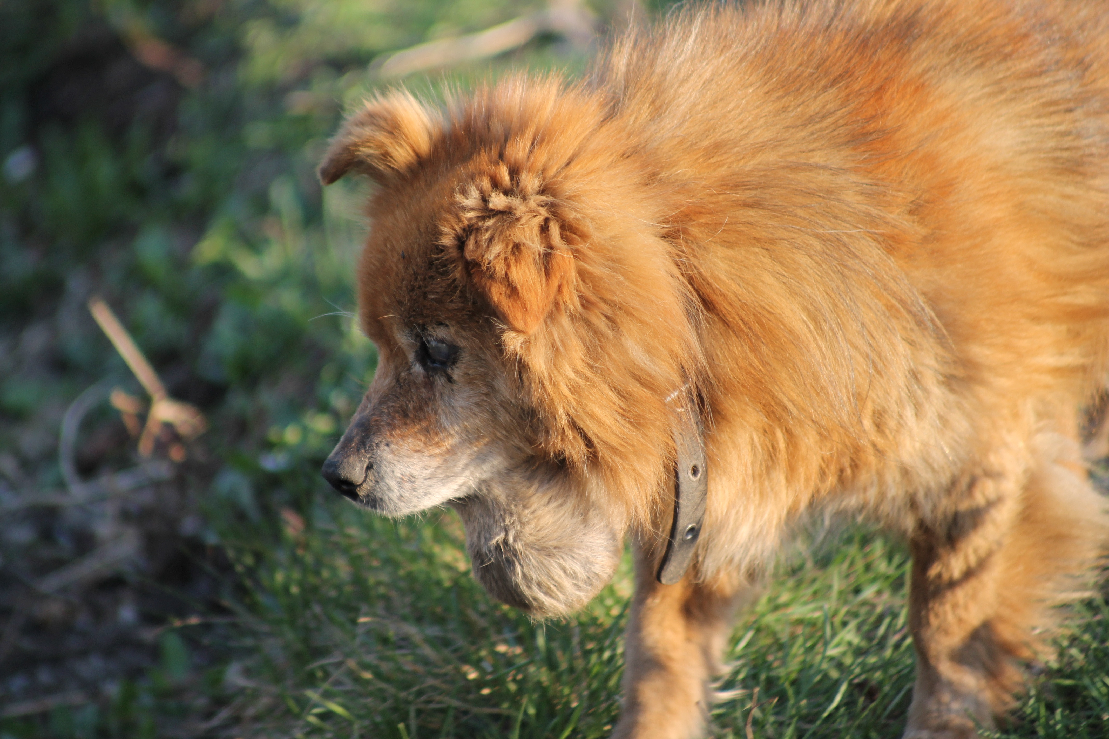 chien kyste sous le menton