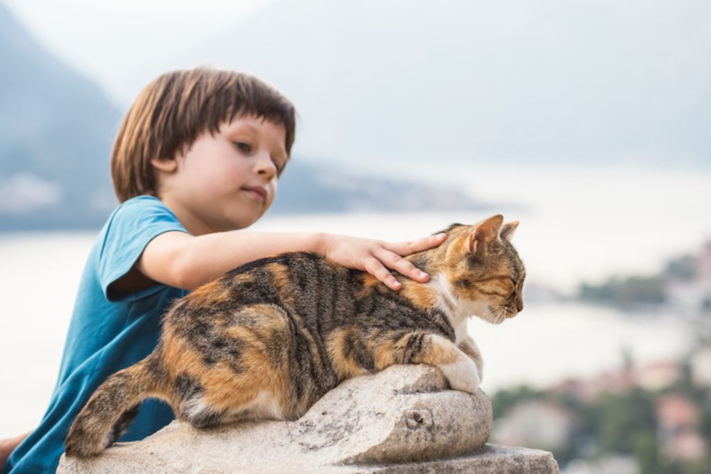 teigne du chat transmission enfant