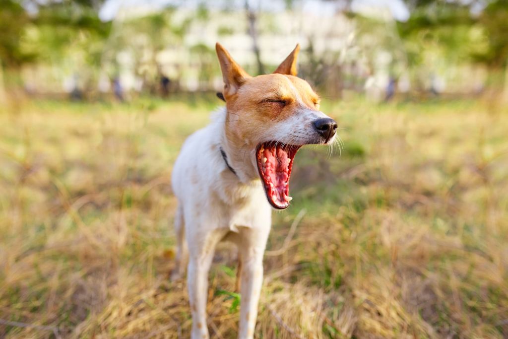 baillement du chien