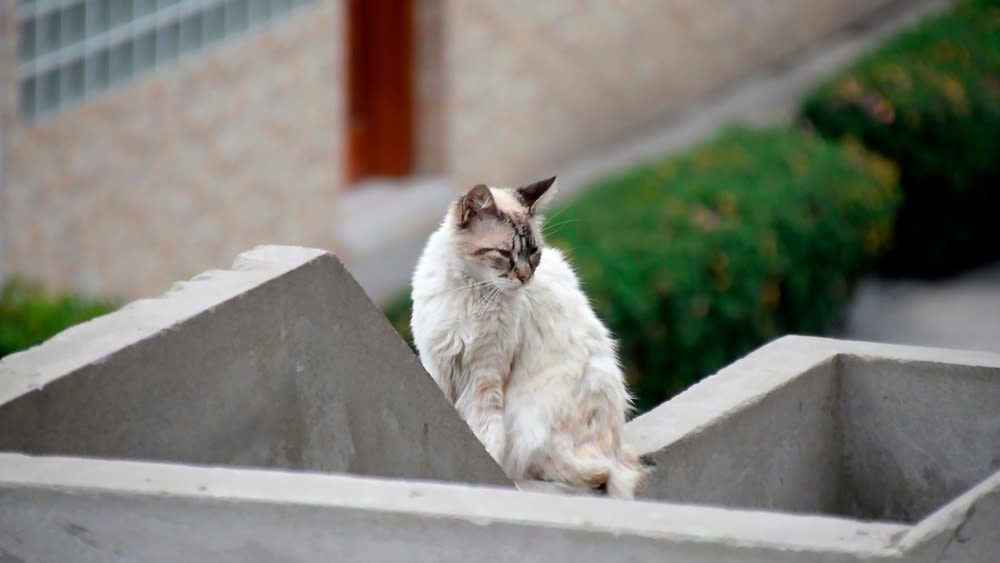 Impfungen sind wichtig für Freigängerkatzen