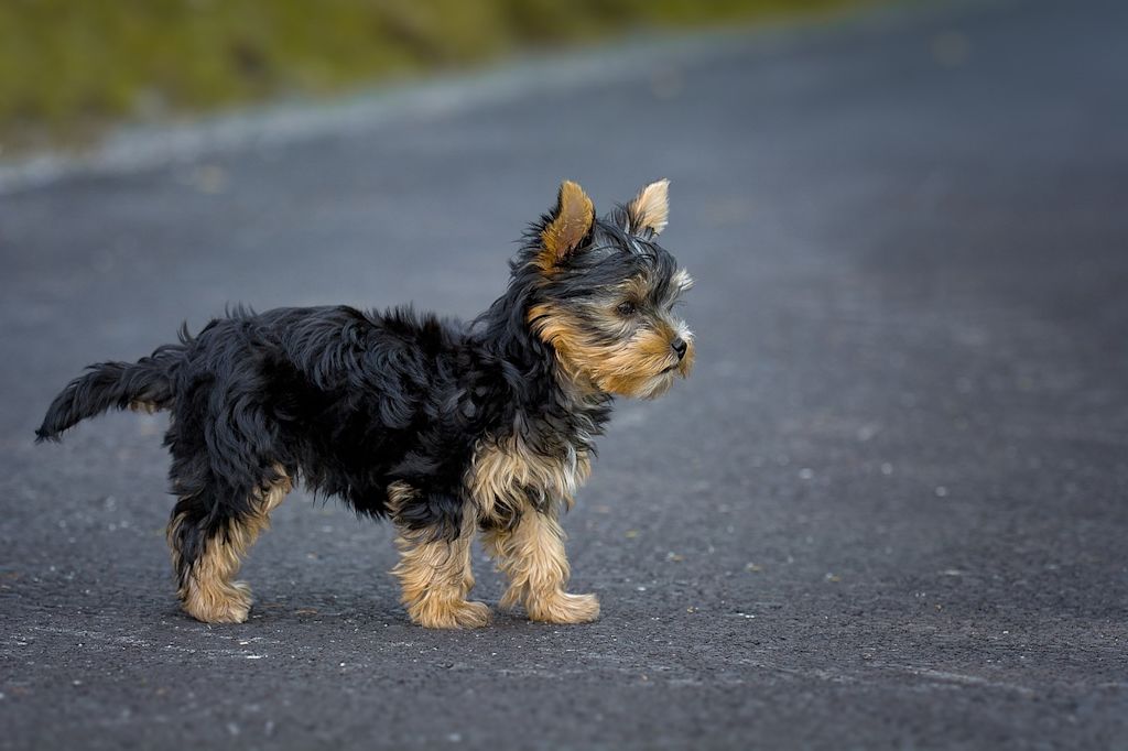 chiot yorkshire terrier