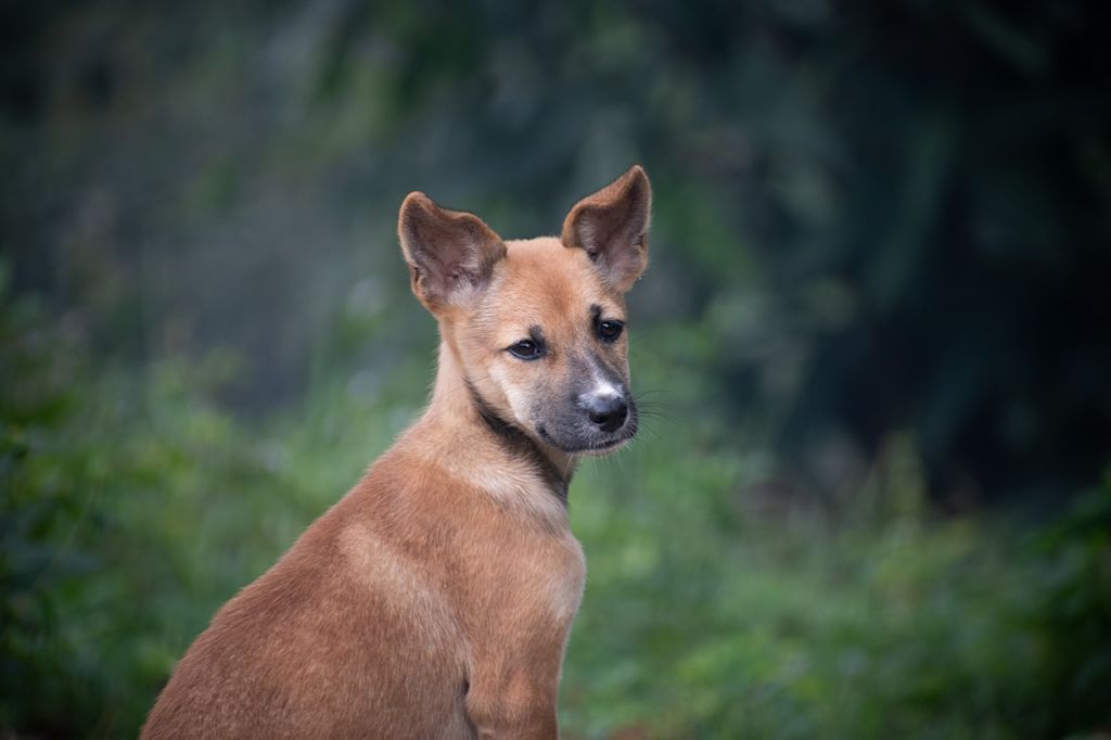 chien nature