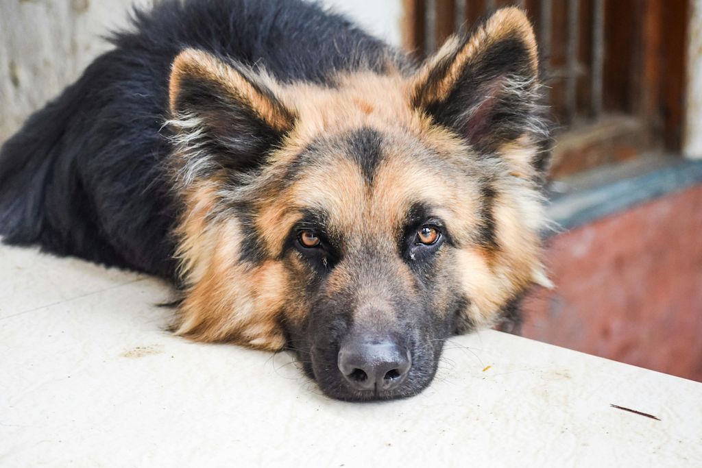 chien Berger Allemand au repos