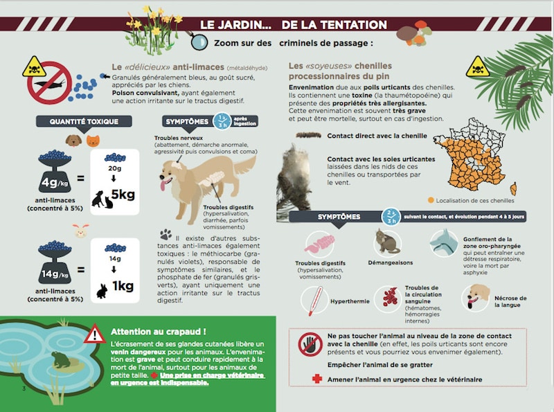 Poison pour rats chez les chiens (symptômes en cas d'empoisonnement)