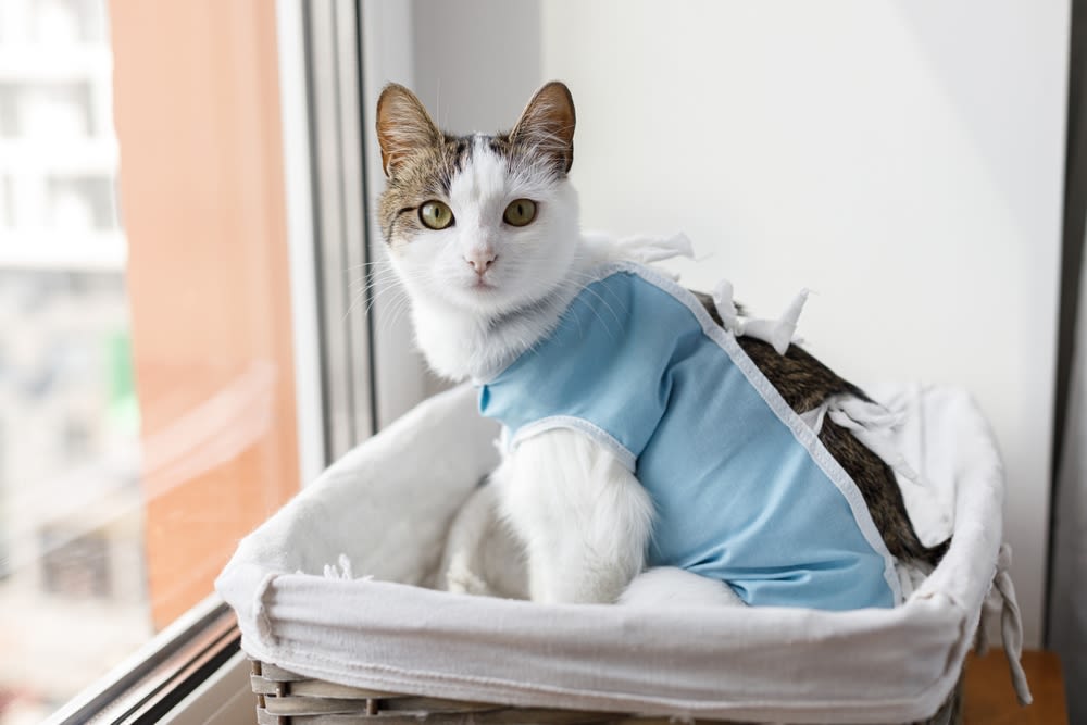 Kat in postoperatieve kleding©Shutterstock