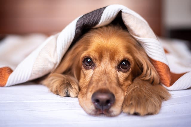 Chien en convalescence
