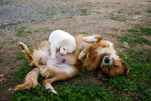 maman chien et allaitement