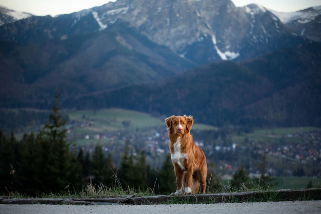 Toller
