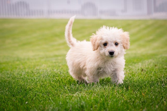 Chiot de petite taille
