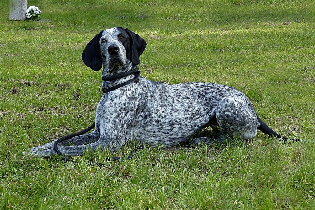 chien de chasse allongé dans l'herbe