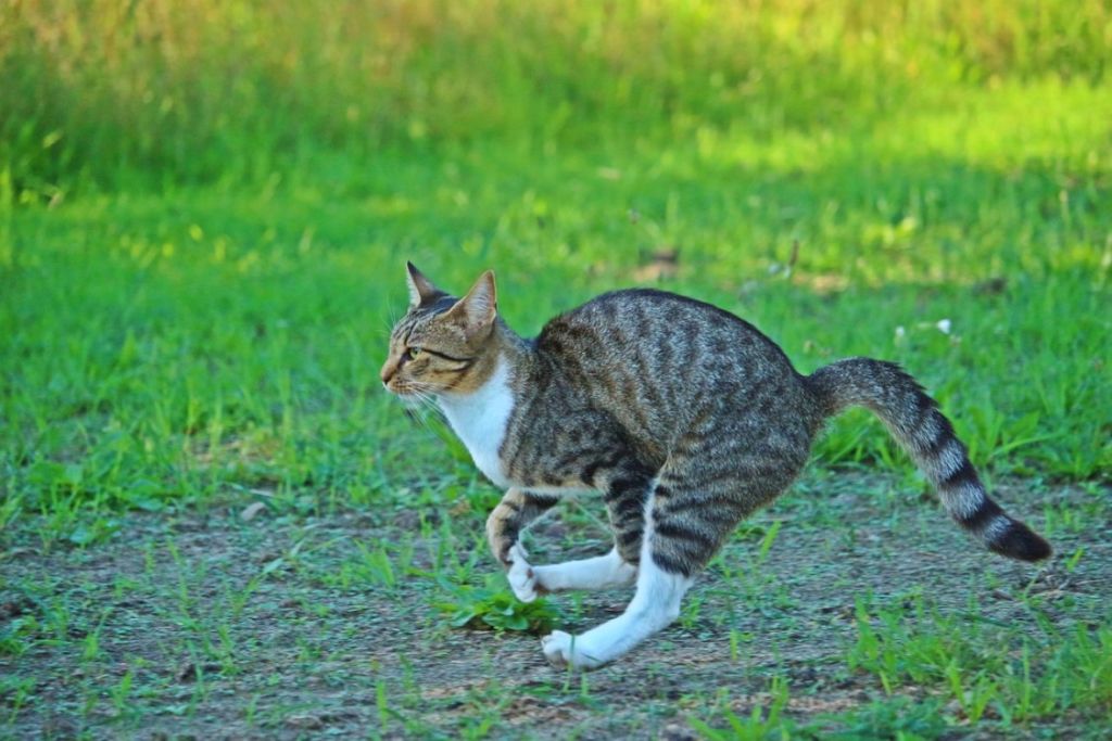 Chat qui court