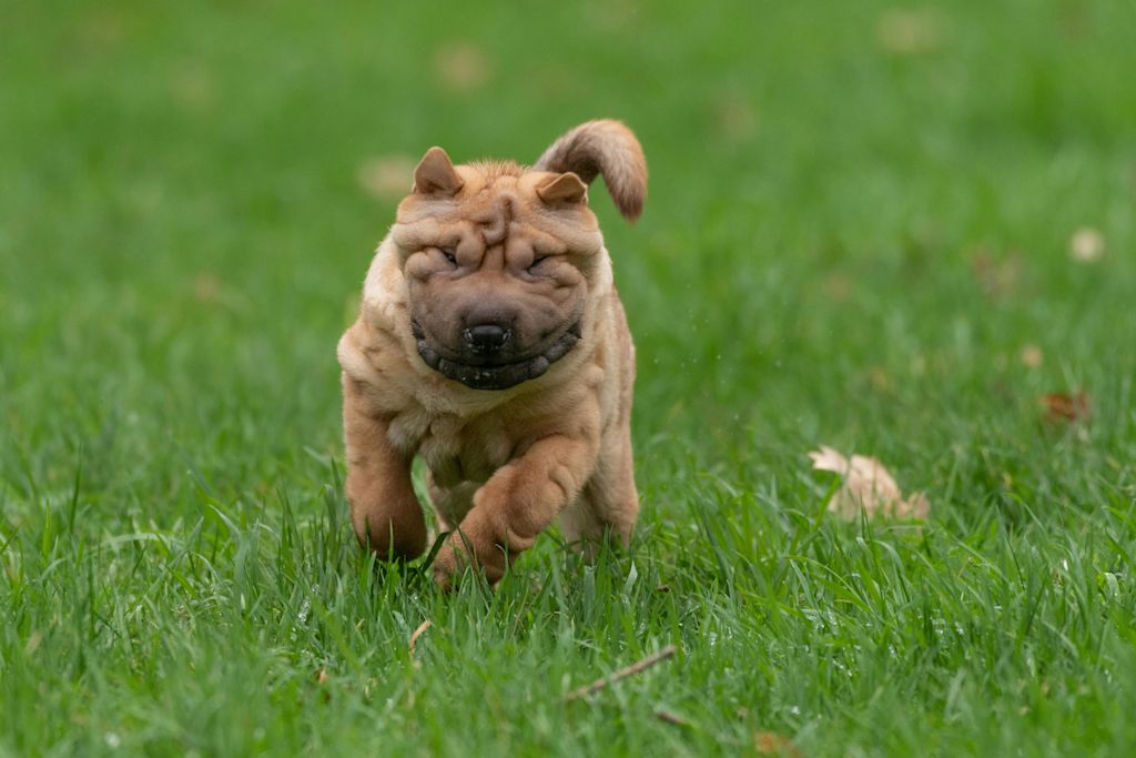 Shar-Peï qui court