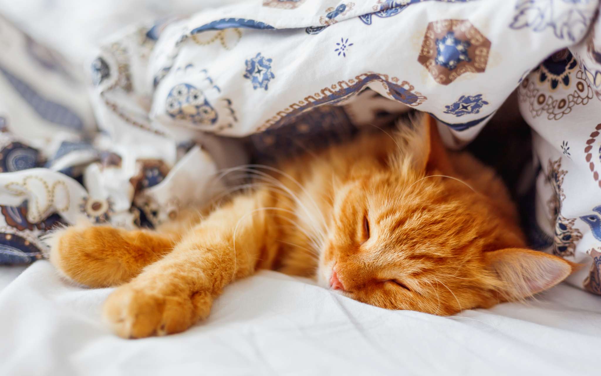 Positions De Sommeil Du Chat Durée, Phases, Rythmes Tout Savoir Sur — free download