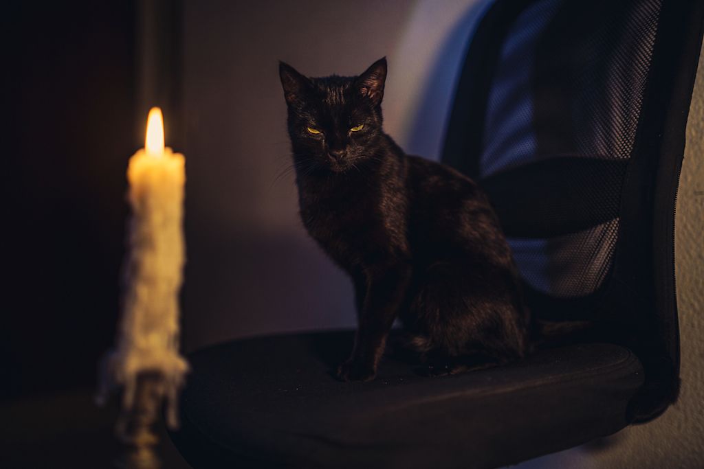 chat noir