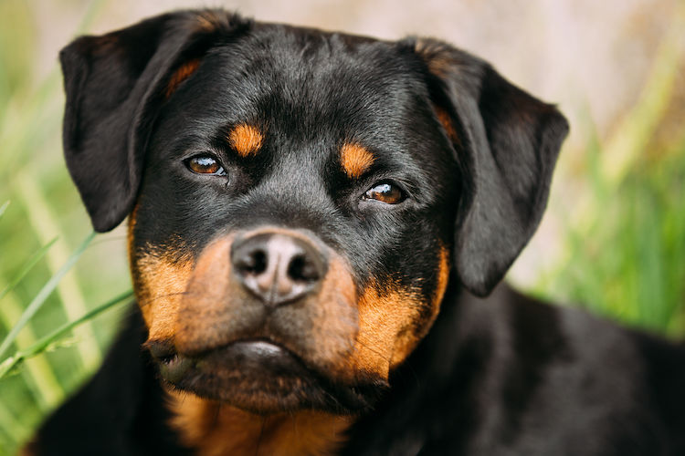 rottweiler portrait