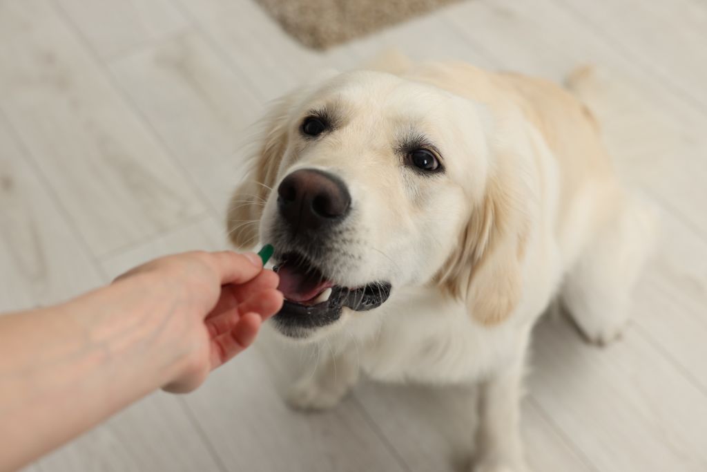 cane con pillola contraccettiva