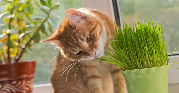 son las plantas de palma de gato venenosas para los perros