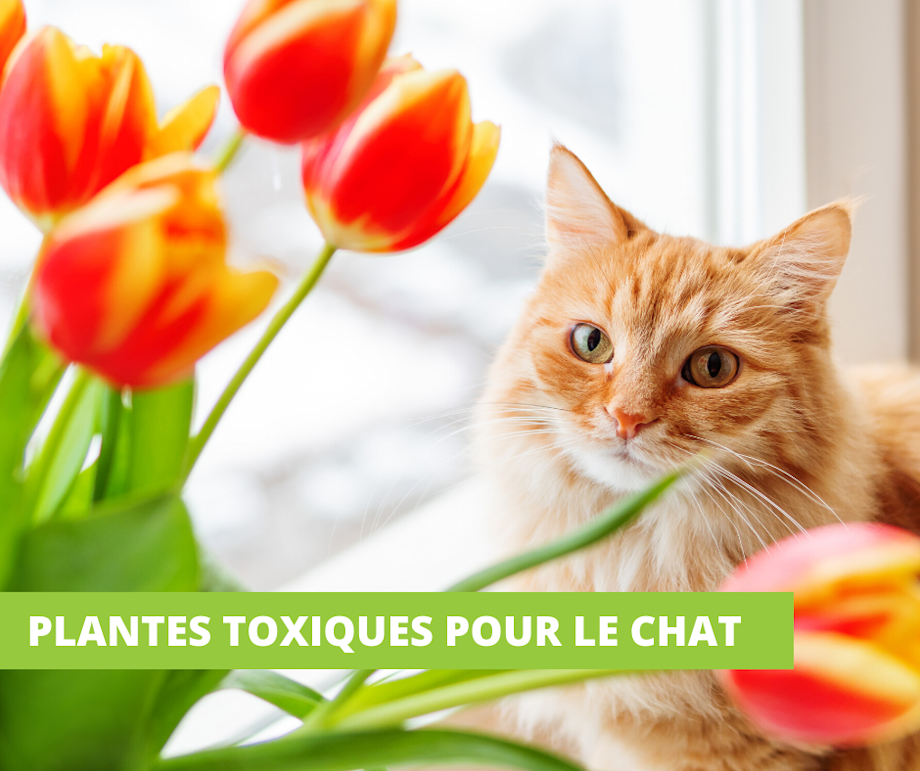 mercredi 18 mars - plantes toxiques pour le chat