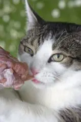 Pourquoi mon chat mange-t-il trop vite ? - SantéVet
