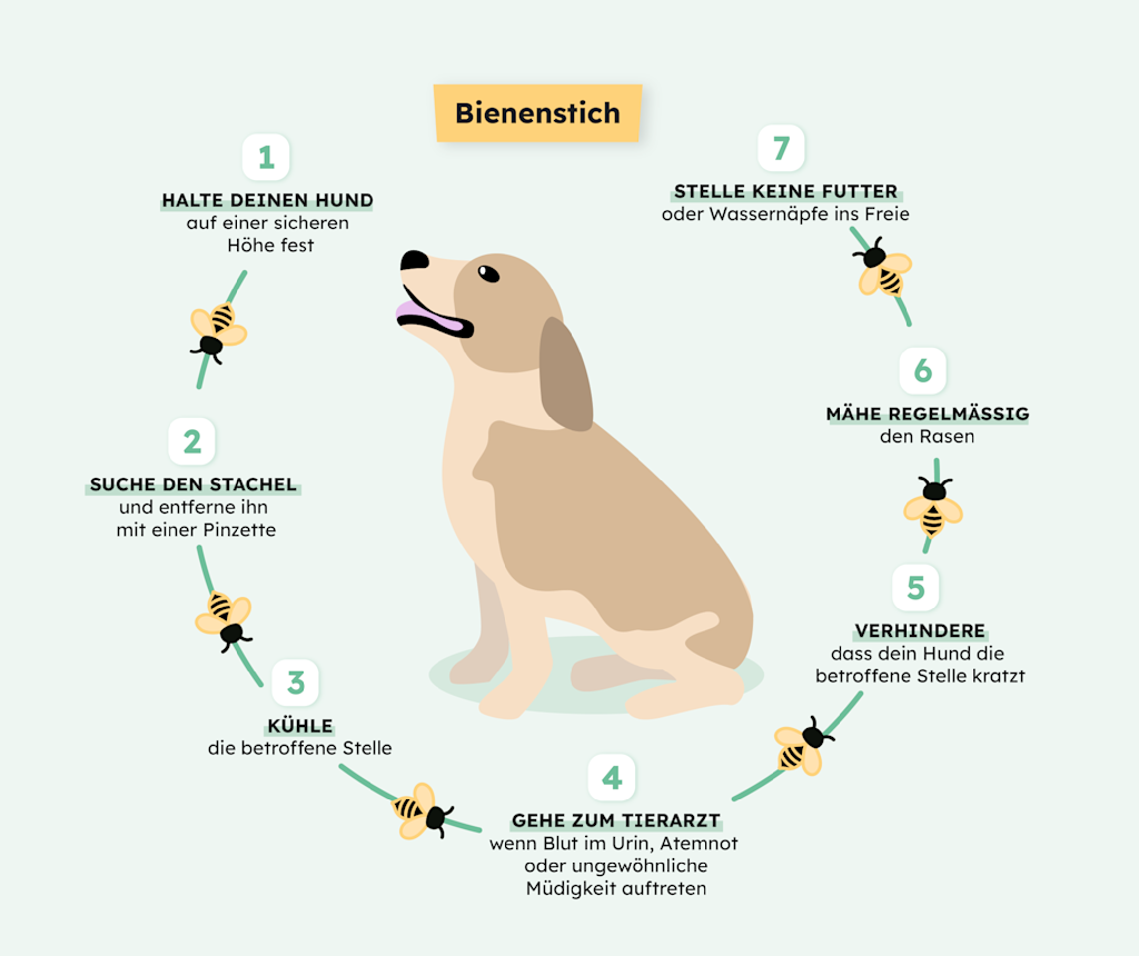 Bienenstich beim Hund