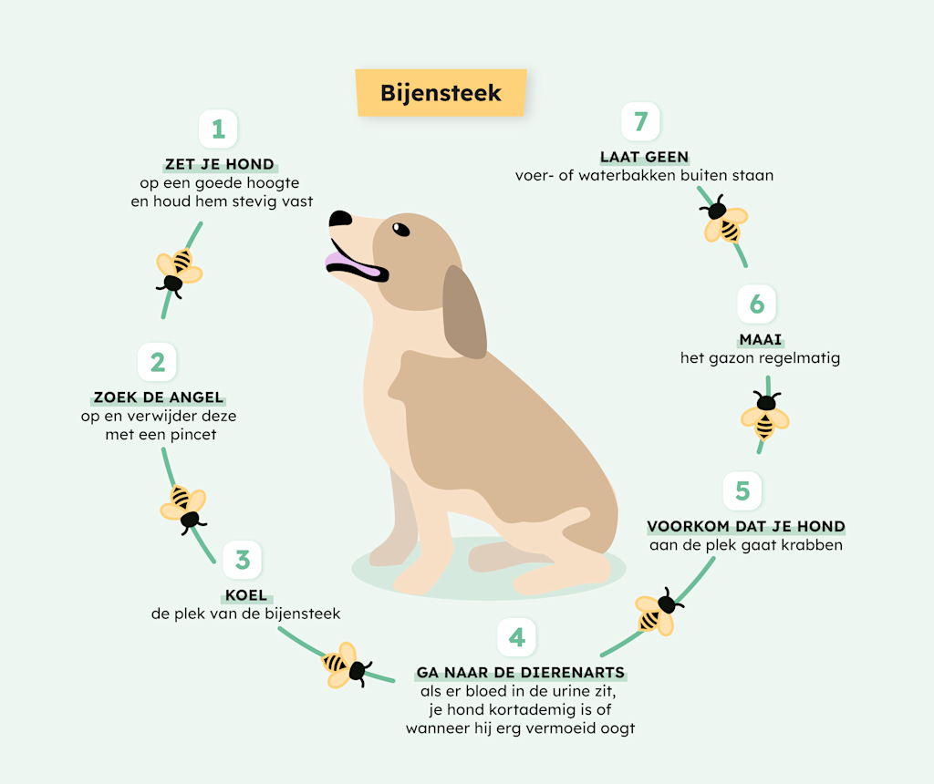SVBE-Infographie-Chien-Piqure-Abeilles