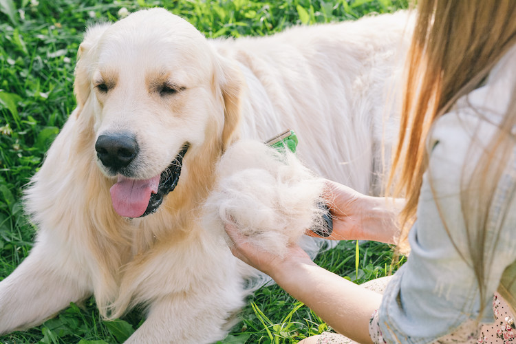 période de mue chez le chien